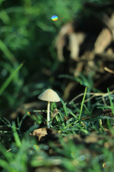 Paddenstoel Groeit Het Bos Paddenstoel Het Zonlicht — Stockfoto