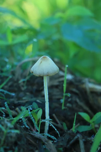 Lähikuva Myrkyllinen Sieni Metsässä Kopioi Tilaa — kuvapankkivalokuva