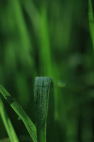 Капли Воды Зеленой Траве Мелкая Глубина Поля — стоковое фото