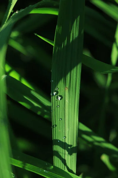 Свежая Зеленая Трава Капельками Воды — стоковое фото