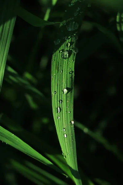 Утренняя Роса Зеленом Листе — стоковое фото