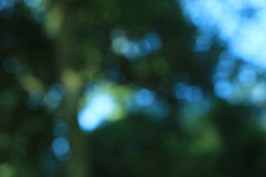 Bulanık yeşil arka planda yeşil yaprak doğası. Güneş ışığında çok güzel bir yaprak dokusu. Doğal arka plan. Metin için kopyalama alanı olan makroyu kapat.