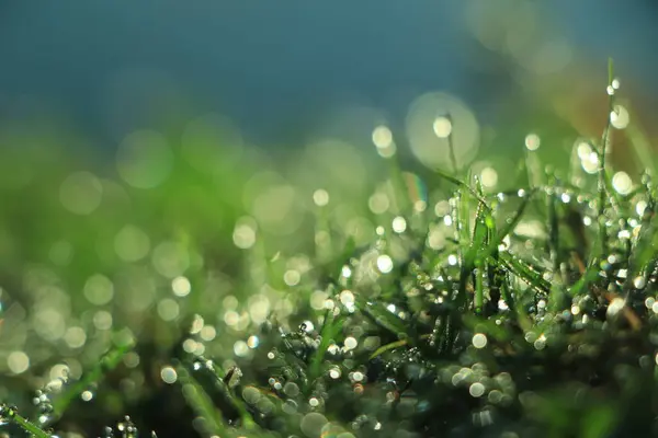 Fundos Beleza Com Folhagem Grama Verde Gotas Orvalho Banner Com — Fotografia de Stock