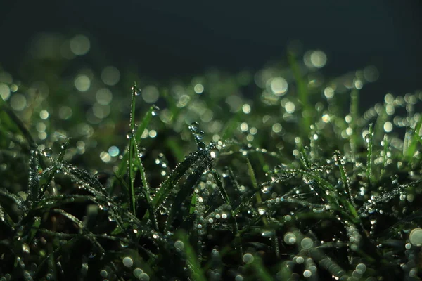 Свежая Утренняя Роса Зеленой Траве — стоковое фото