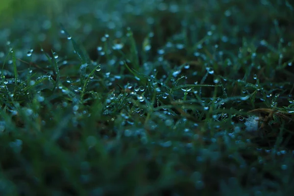 Μικρή Δροσιά Στο Πράσινο Γρασίδι Ένα Χειμωνιάτικο Πρωινό — Φωτογραφία Αρχείου