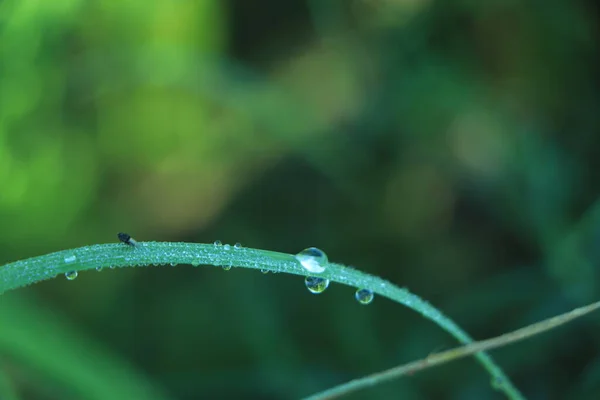 Green background with grass. Water drops on the green grass. Drop of dew in morning on a leaf.