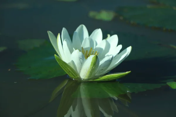 Lotus Blanc Avec Pollen Jaune Surface Étang — Photo