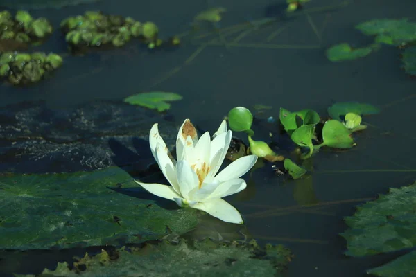 White Water Lily Floating Water — Stock Photo, Image