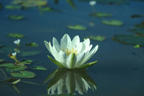 Lotus Blanc Nénuphar Sur Une Surface Eau Étang Avec Des — Photo