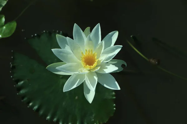 Biała Lilia Wodna Zielonym Liściem Wodzie — Zdjęcie stockowe