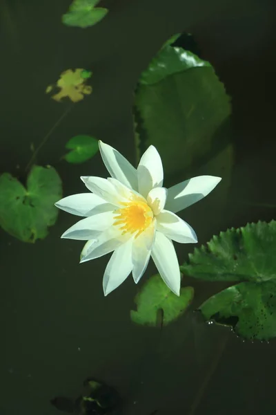 Белая Водяная Лилия Озере — стоковое фото