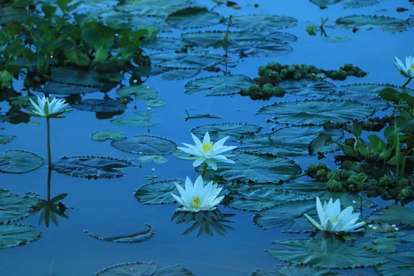 Белая Водяная Лилия Пруду Воды Азии — стоковое фото