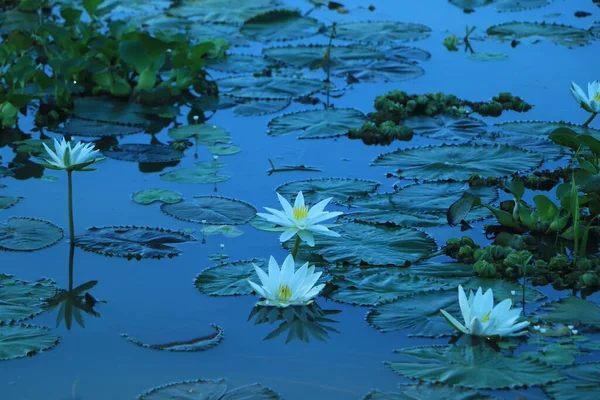 Lys Blanc Sur Eau Étang Asie — Photo