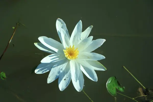 Vue Dessus Fleur Blanche Nénuphar Lotus Surface Eau — Photo