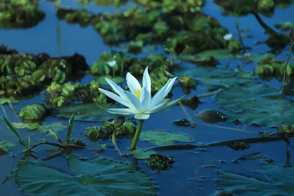 Beautiful Thai Lotus Has Been Appreciated Dark Blue Water Surface — Stock Photo, Image