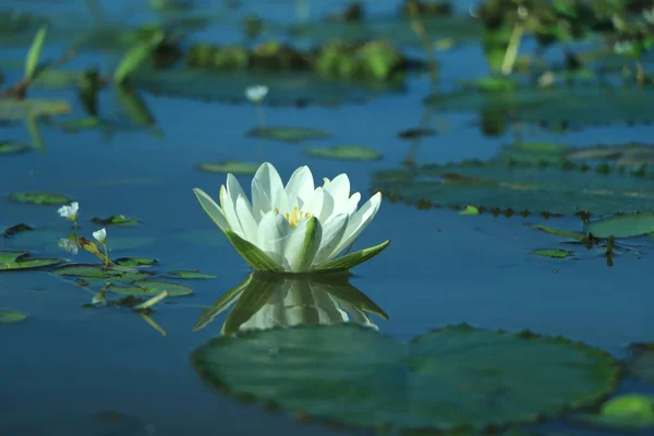 Lotus Fleur Ellisiana Tubtim Siam Nénuphar Sur Étang — Photo