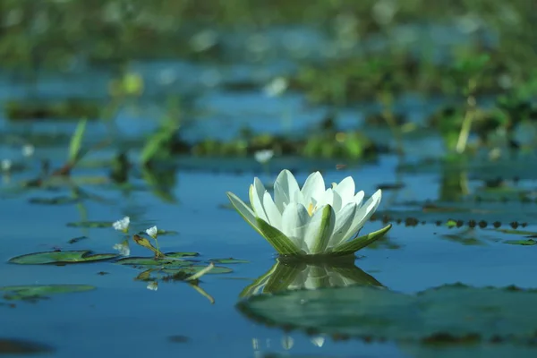 Beautiful Thai Lotus Has Been Appreciated Dark Blue Water Surface — Stock Photo, Image