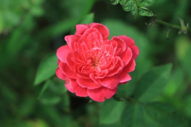 Bahçede büyüyen güzel pembe bir gül.