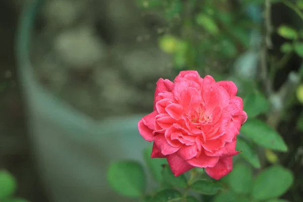 Textura Rosa Roja Primer Plano Jardín — Foto de Stock