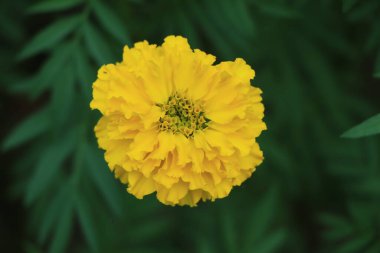 Kadife çiçekleri (Tagetes erecta, Meksika kadife çiçeği, Aztek kadife çiçeği, Afrika kadife çiçeği))