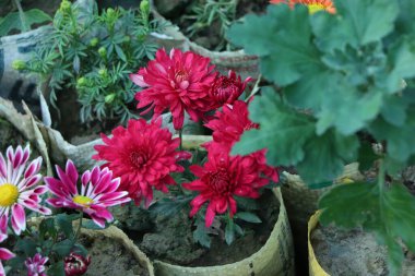 Bahçede yetişen kış çiçekleri