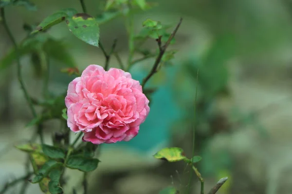 Pink Roses Garden — Stock Photo, Image