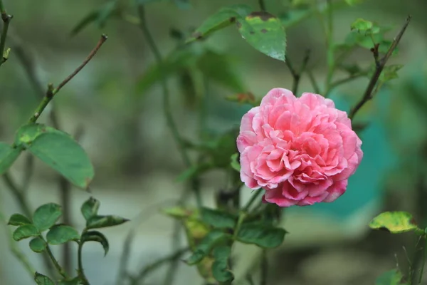 Close Van Een Roze Roos Een Donkergroene Achtergrond Hoge Kwaliteit — Stockfoto