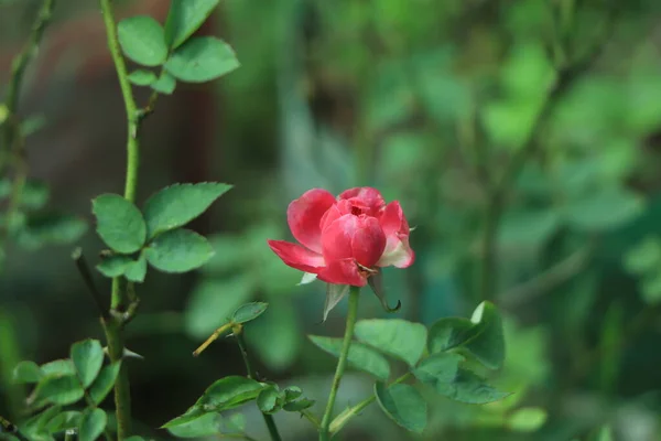 Primo Piano Cespuglio Rose Rosa Pallido Luce Naturale — Foto Stock