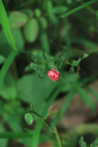 Μικρό Τριαντάφυλλο Επιλεκτική Εστίαση Έναν Κήπο — Φωτογραφία Αρχείου