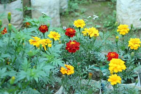 Żółty Czerwony Marigold Tło — Zdjęcie stockowe