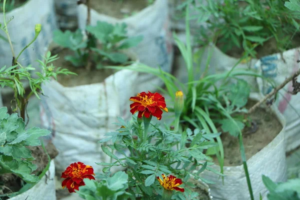 Квіти Чорнобривців Саду — стокове фото