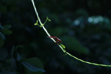 Yusufçuk kuru dallara tutunur ve uzayı kopyalar.Doğada yusufçuk var. Yusufçuk doğal ortamında. Dışarıda yusufçuğun olduğu güzel bir doğa sahnesi. Bir arka plan duvar kağıdı. Yazma konsepti.
