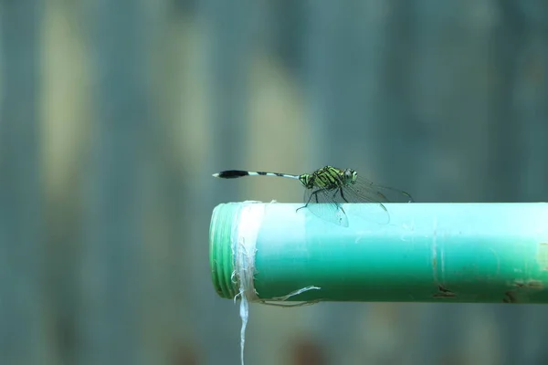 Libelle Sitzt Auf Einem Grünen Rohr — Stockfoto