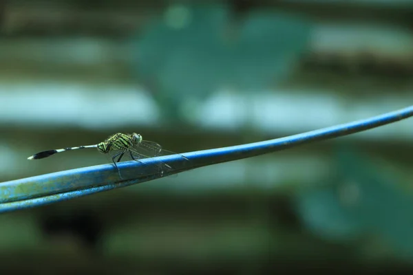 Dragonfly Sitter Och Vilar Elektrisk Tråd — Stockfoto