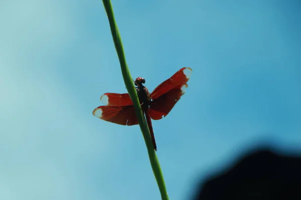 Libélula Comerciante Migrante Aeshna Mixta Vuelo — Foto de Stock