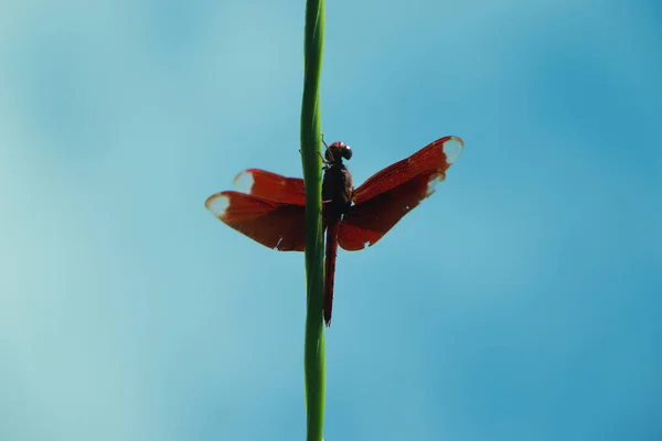 Dragonfly Utomhus Blöt Morgon — Stockfoto