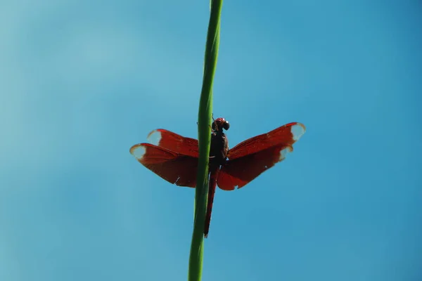 Libellensilhouette Und Blauer Himmel — Stockfoto