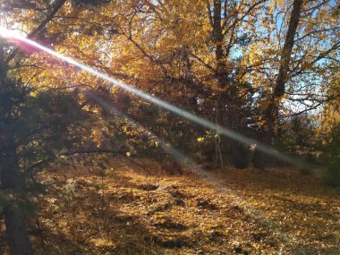 the rays of the sun on the background of autumn yellow birches on a sunny day in October