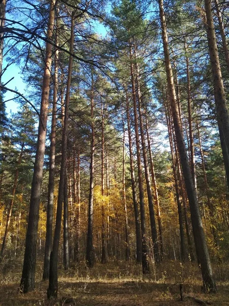 Високі Красиві Соснові Дерева Яскравий Сонячний Жовтневий День Прогулянка Лісі — стокове фото