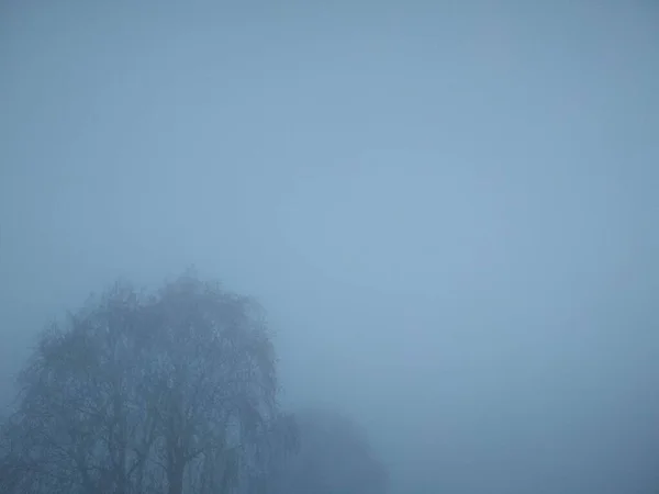 Ein Baum Vor Dem Hintergrund Eines Nebligen Herbstmorgens — Stockfoto