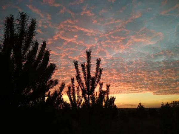 Молоді Соснові Дерева Тлі Красивого Яскравого Осіннього Заходу Сонця Красиві — стокове фото