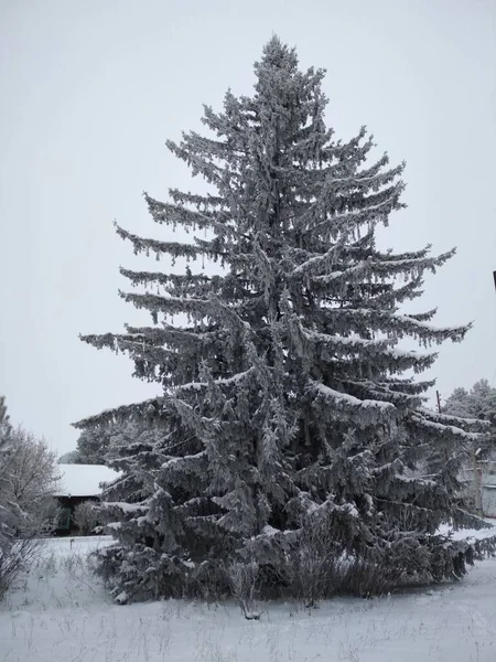 Enorme Hermoso Abeto Viejo Día Navidad Invierno Nublado — Foto de Stock