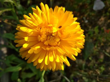 yellow beautiful bright calendula flower illuminated by the summer sun in the garden