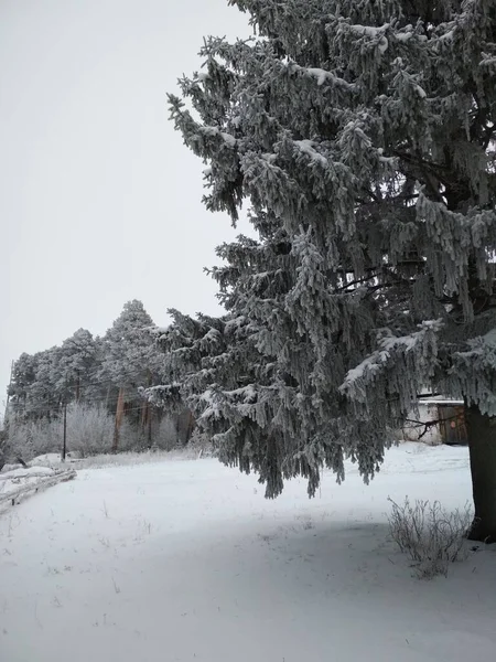 Tinggi Cantik Pinus Dan Cemara Ditutupi Dengan Embun Beku Pada — Stok Foto