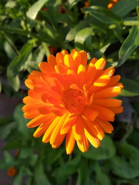 Naranja Una Hermosa Flor Caléndula Brillante Iluminada Por Sol Verano —  Fotos de Stock