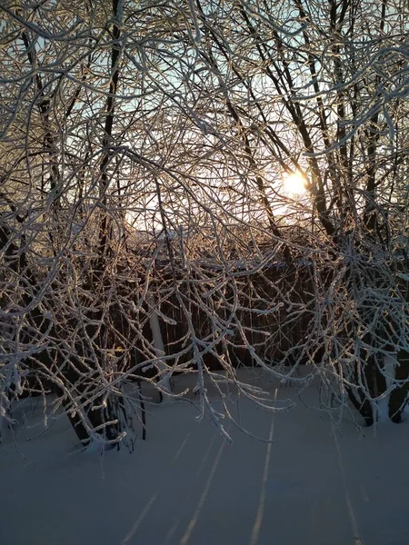 Árboles Cubiertos Hielo Iluminados Por Puesta Sol Invierno — Foto de Stock