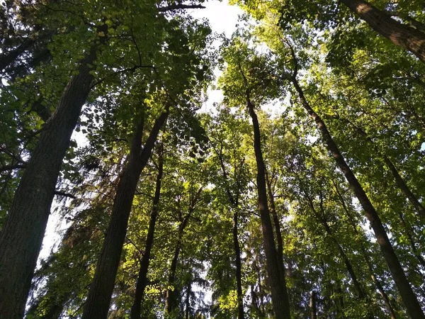 Alti Alberi Secolari Nel Parco Una Giornata Estiva Soleggiata — Foto Stock