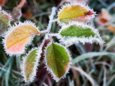 Rime ile birlikte kuru yaprakların yakın çekimi. İlk dondurmalar