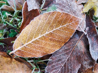 Rime ile birlikte kuru yaprakların yakın çekimi. İlk dondurmalar