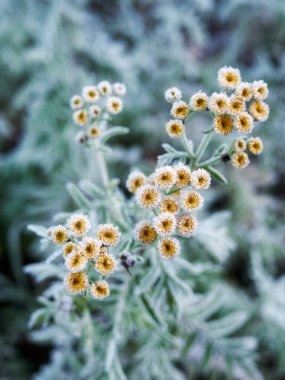 Çiçeklerin rime yakın çekimleri. İlk dondurmalar